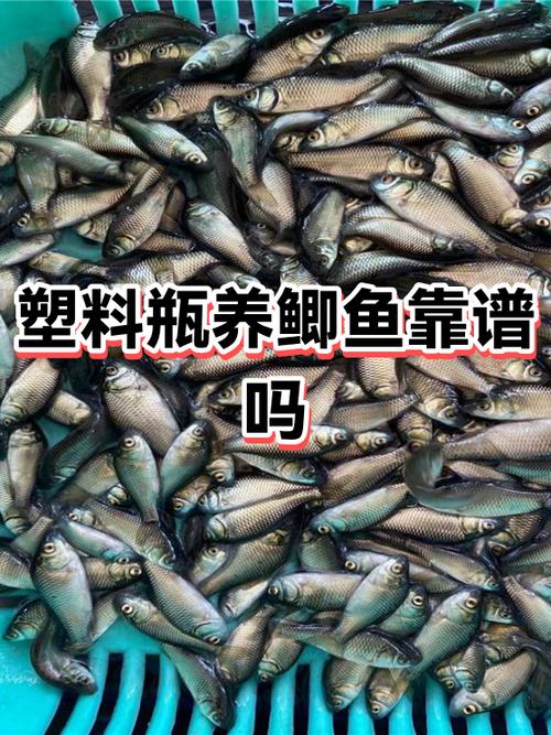 多多养鱼做任务