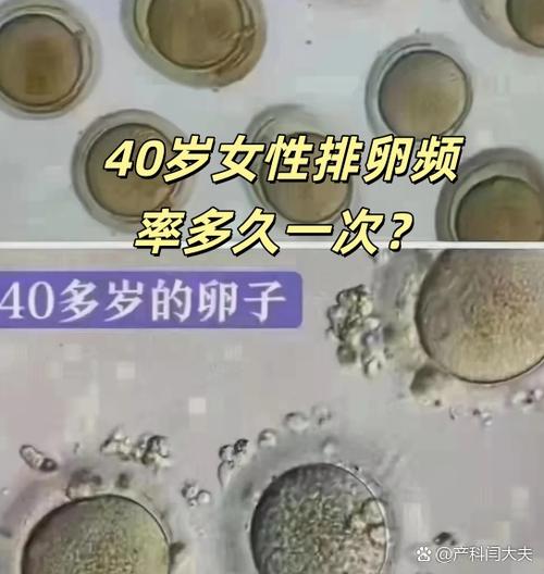 40岁女人多久排卵一次