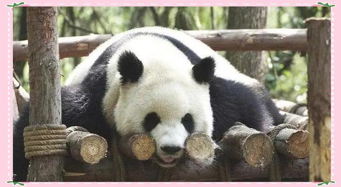 熊猫创意昵称