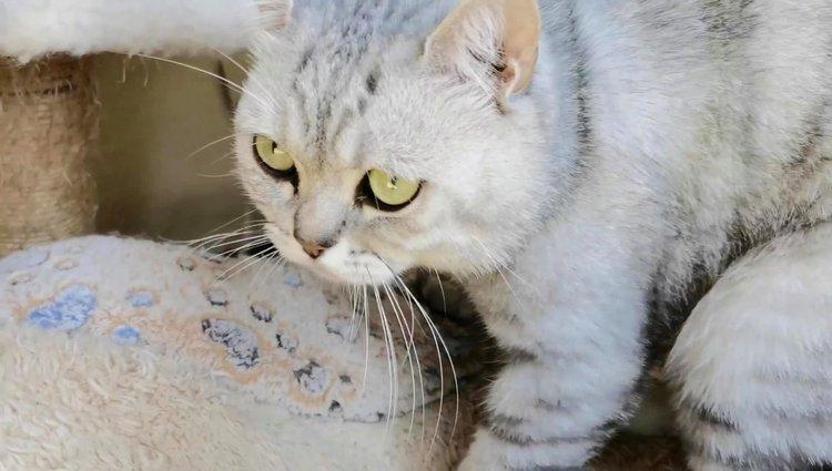 公猫踩奶是吉兆还是凶兆