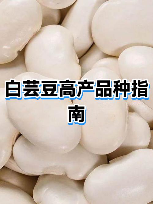芸豆的品种
