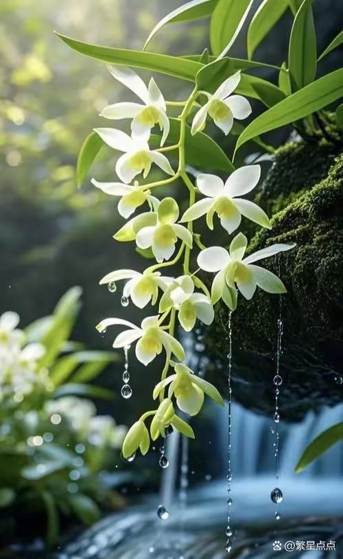 石斛花图片图标