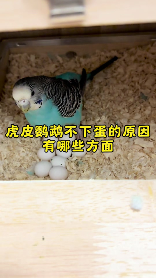 鹦鹉下蛋前的征兆