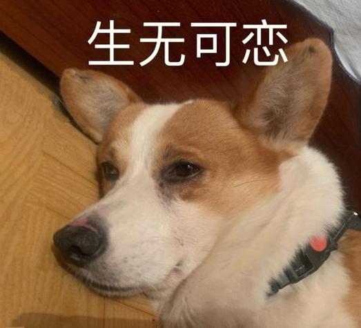 柯基抑郁了怎么办
