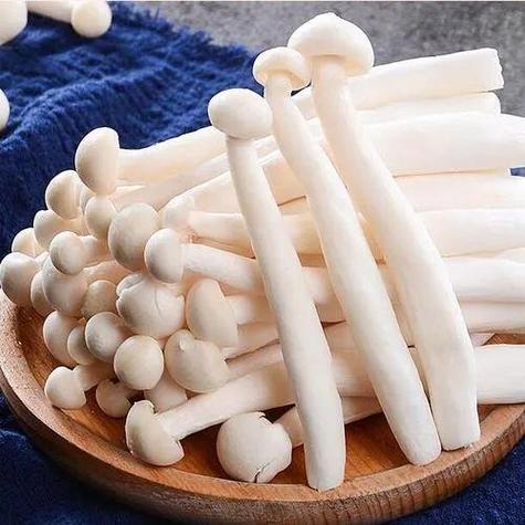 什么是白玉菇