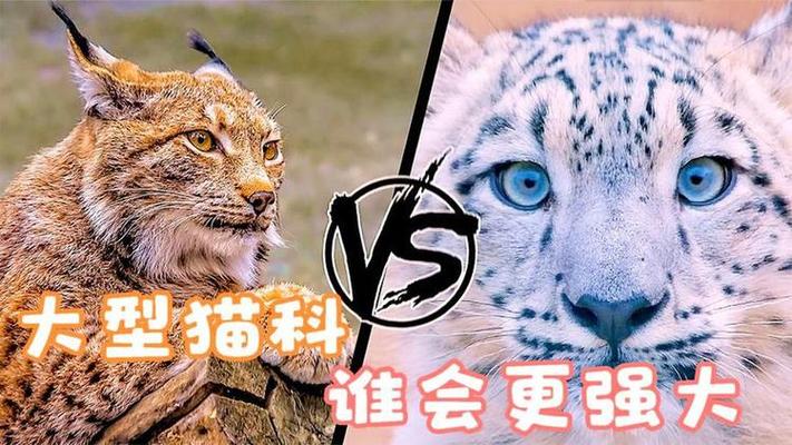猞猁和雪豹谁厉害