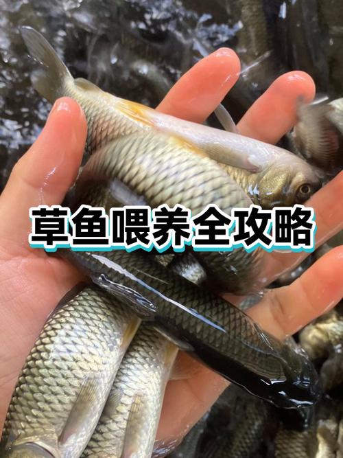 草鱼怎么分成两半