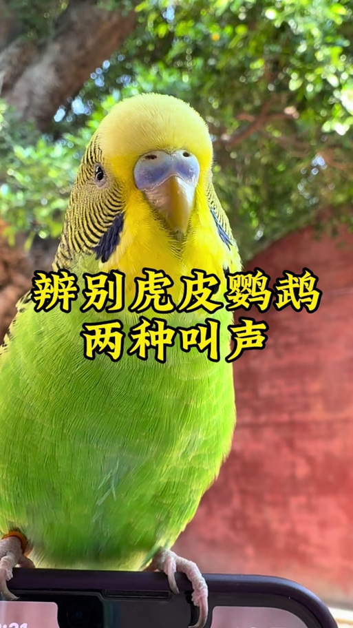虎皮鹦鹉的叫声 录音