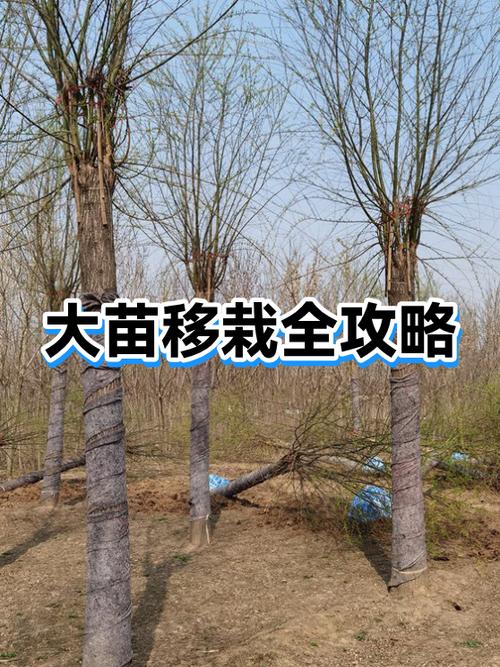 海棠树几月份移栽最好