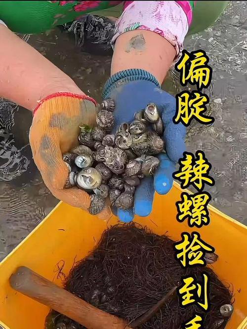 偏腚螺的毒性有多强