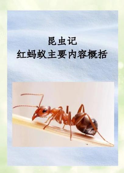 蚂蚁怎么繁殖