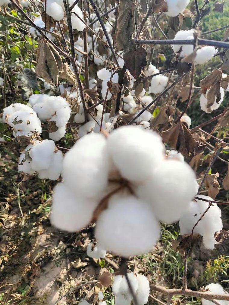 棉花的emoji