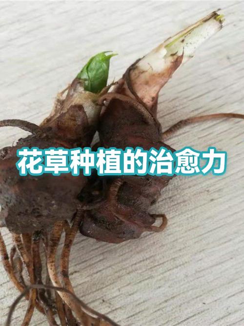 种植花草赚钱吗