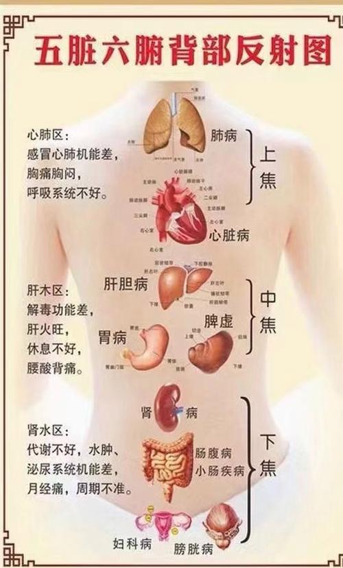 人的五脏六腑全图