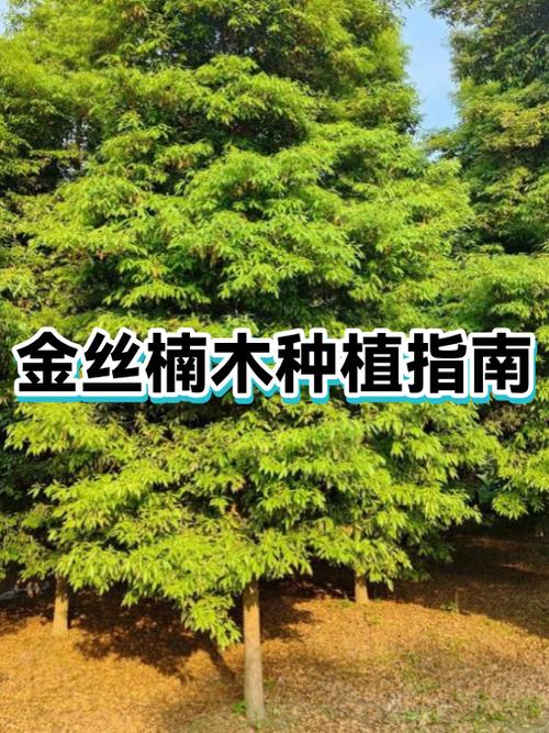 金丝楠木怎么种植截图