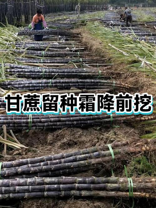 甘蔗挖坑留种视频