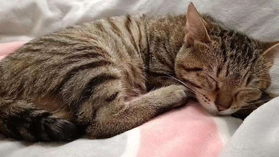 睡着的小猫咪无敌版