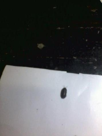 特别小的黑色芝麻虫子缩略图