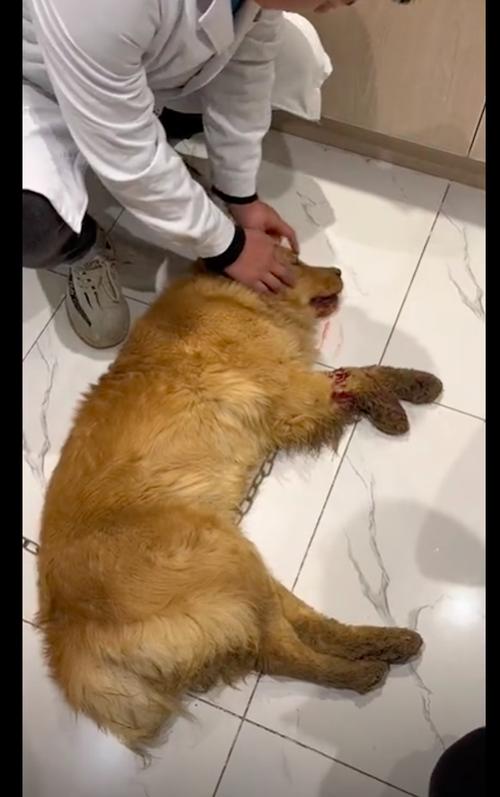 狗狗猝死