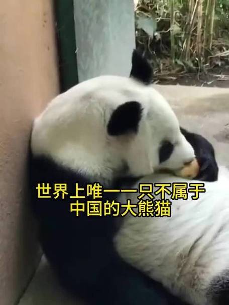 全球唯一一只蓝熊猫
