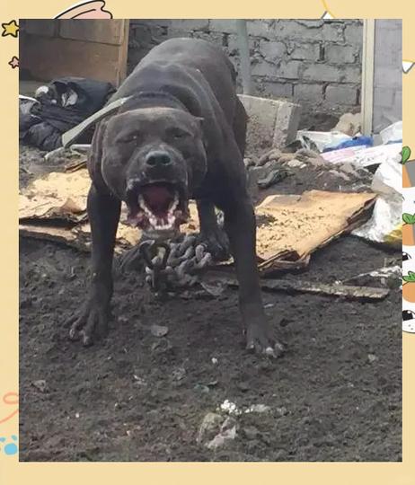 比特犬力量多久出效果