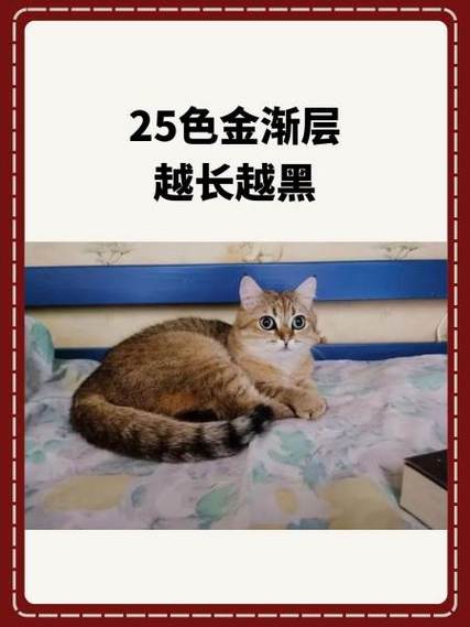 为什么金渐层猫不会叫