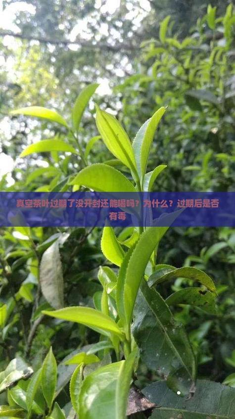 茶叶过期了没开封还能喝吗