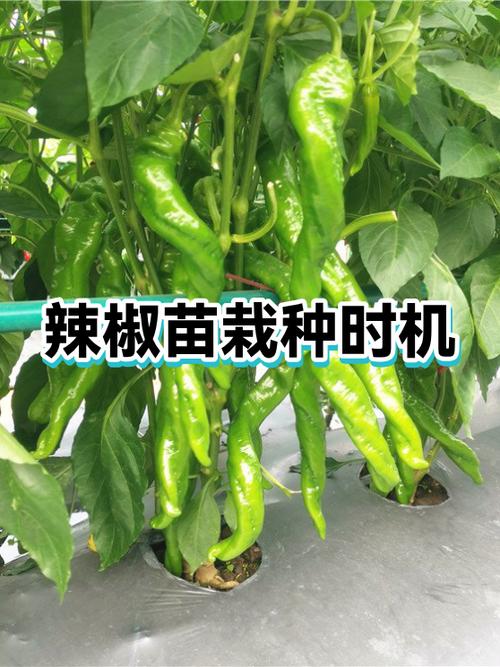 什么时候栽辣椒苗最好