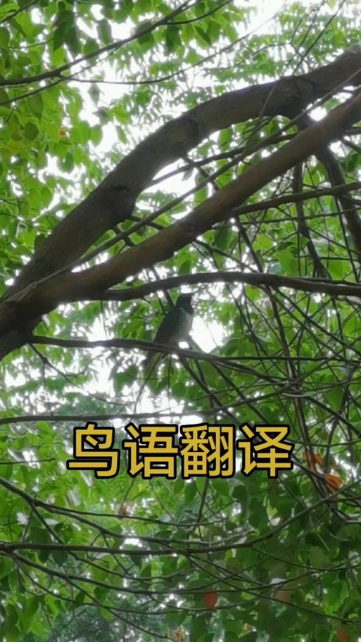 鸟语翻译成中文
