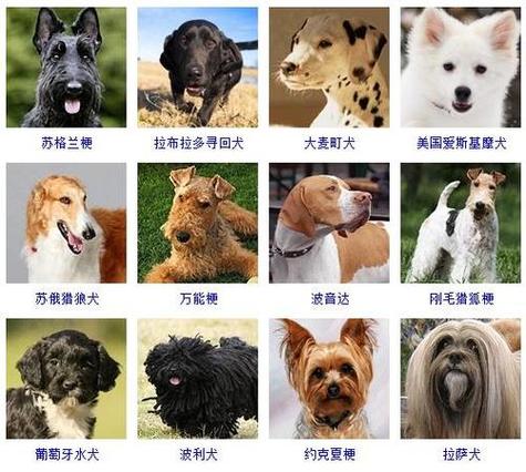 狗的别称及美名