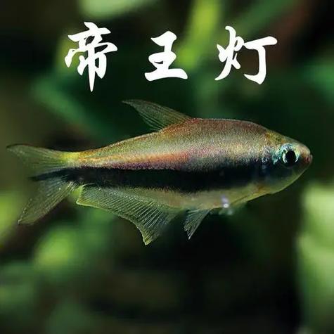 帝王灯鱼咬鱼吗