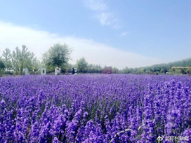 花田庄园(免费版)截图