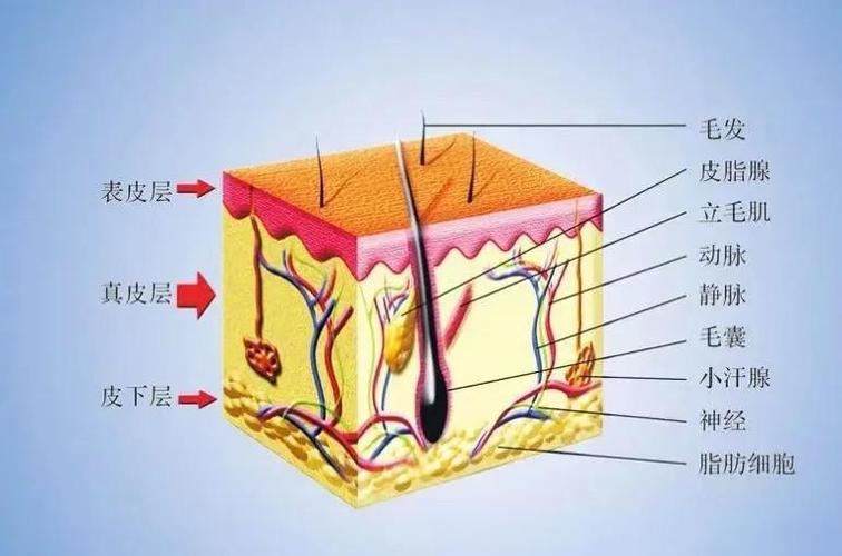 面部皮肤7个层次结构图