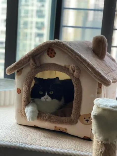 猫咪换新家多久能适应