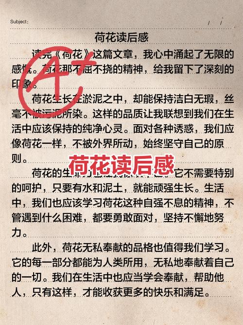 阳光书城荷花掌读