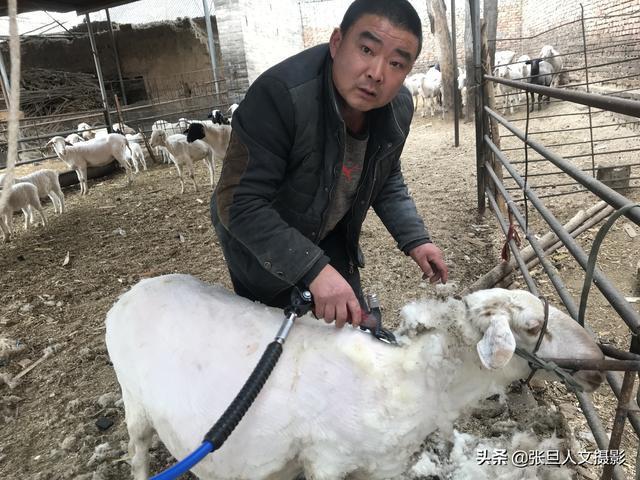 2020年养羊挣钱吗