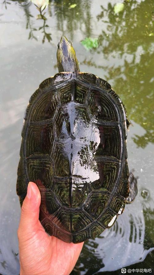 100种龟图片