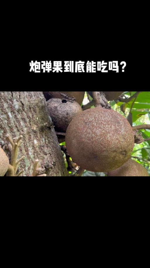 炮弹果的功效与作用