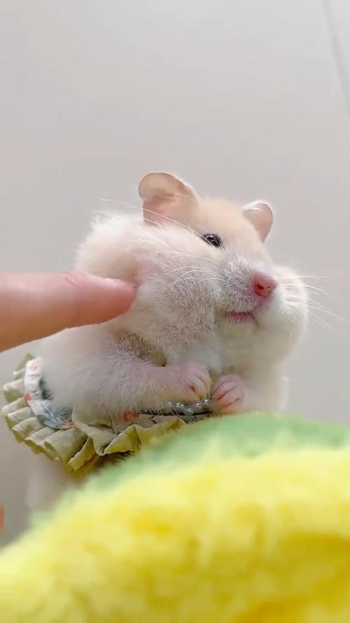 仓鼠鼓着腮帮子表情包