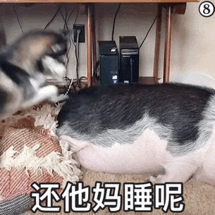 猪睡觉表情包gif缩略图