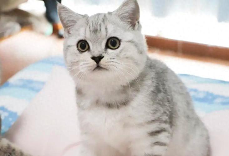 银渐层猫图片