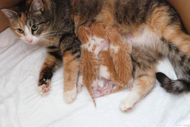 母猫生小猫后注意事项