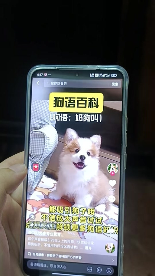 抖音小奶狗叫声视频