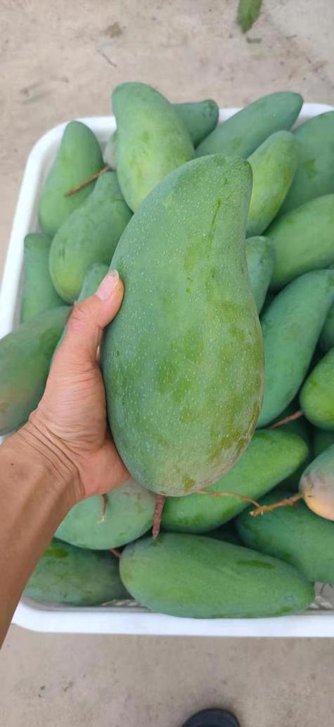 大青芒果