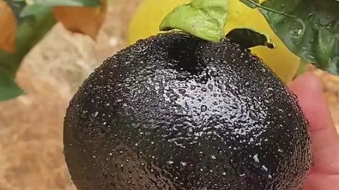 黑柚子图片