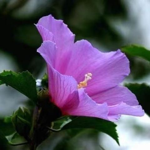 四大镇宅之花木槿花