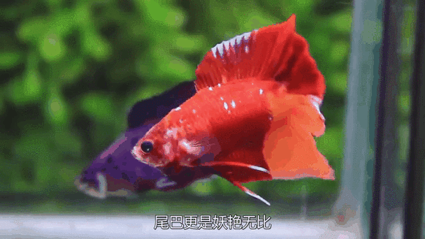 斗鱼萝卜现在干嘛了