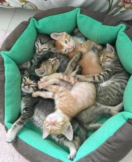 猫咪成长记怎么合成土猫缩略图