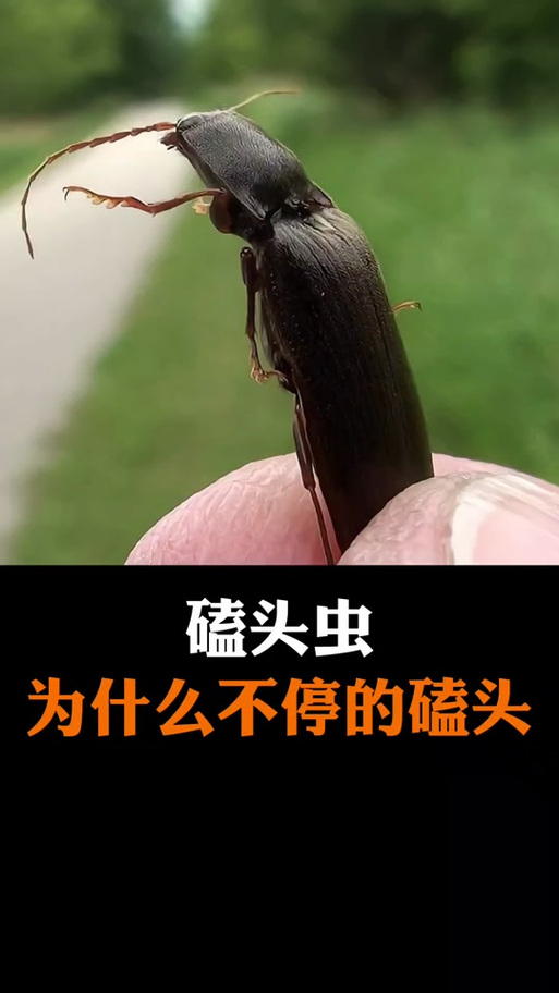 磕头虫
