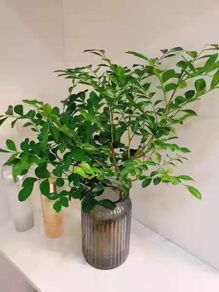 小森林盆栽怎么养